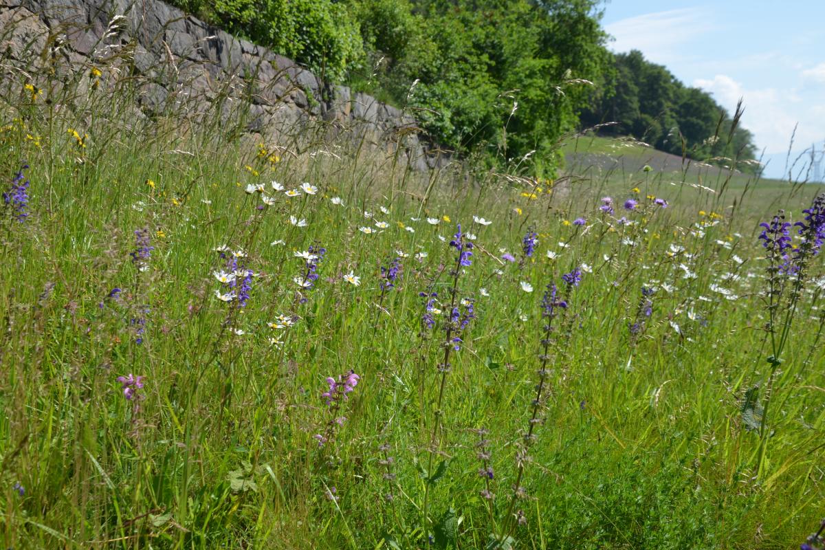 Rielingerhof 06.06.2019